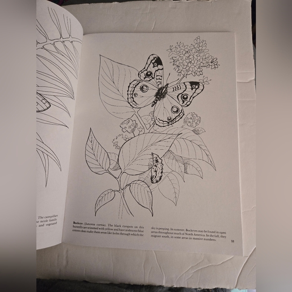 Bundle/3 Butterfly Adult Coloring Books - Picture 12 of 16